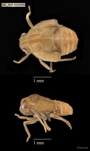 Hemiptera sp. "ZRCBDP0141731" • © Rene Ong • All Rights Reserved