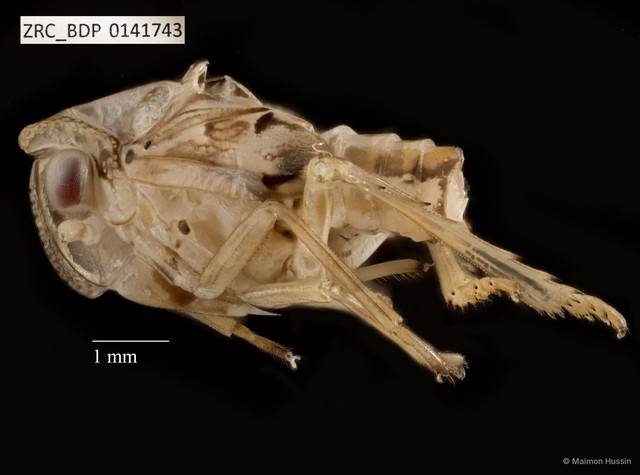 Hemiptera sp. "ZRCBDP0141743" • © Maimon Hussin • All Rights Reserved