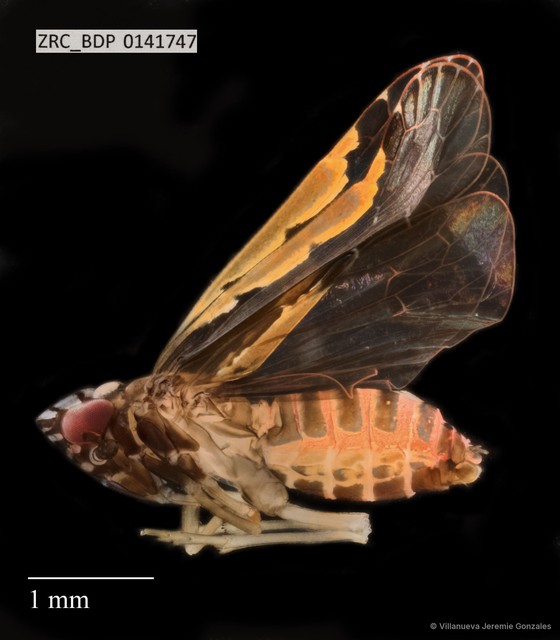 Hemiptera sp. "ZRCBDP0141747" • © Villanueva Jeremie Gonzales • All Rights Reserved