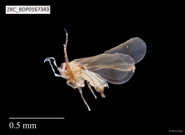 Hemiptera sp. "ZRCBDP0141761" • © Rene Ong • All Rights Reserved