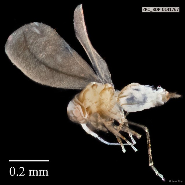 Hemiptera sp. "ZRCBDP0141767" • © Rene Ong • All Rights Reserved