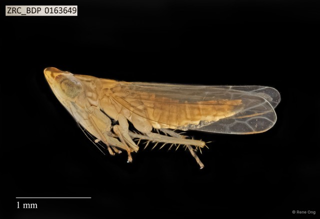 Hemiptera sp. "ZRCBDP0141802" • © Rene Ong • All Rights Reserved