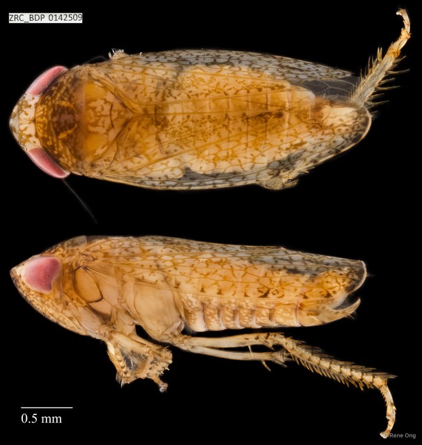 Hemiptera sp. "ZRCBDP0142509" • © Rene Ong • All Rights Reserved
