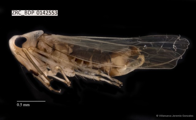 Hemiptera sp. "ZRCBDP0142553" • © Villanueva Jeremie Gonzales • All Rights Reserved