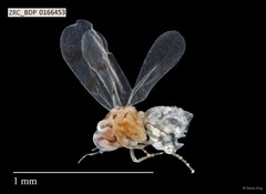 Hemiptera sp. "ZRCBDP0142559"