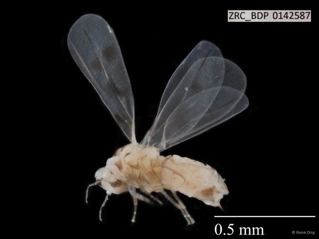 Hemiptera sp. "ZRCBDP0142587" • © Rene Ong • All Rights Reserved