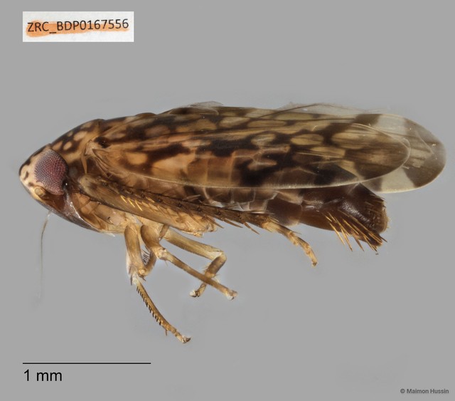 Hemiptera sp. "ZRCBDP0143192" • © Maimon Hussin • All Rights Reserved