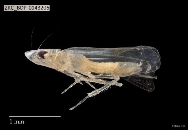 Hemiptera sp. "ZRCBDP0143206" • © Rene Ong • All Rights Reserved