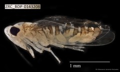 Hemiptera sp. "ZRCBDP0143208"