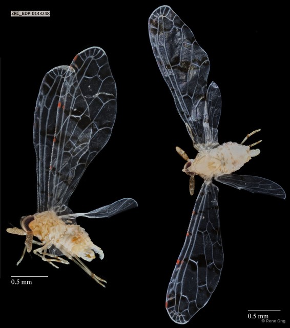 Hemiptera sp. "ZRCBDP0143248" • © Rene Ong • All Rights Reserved