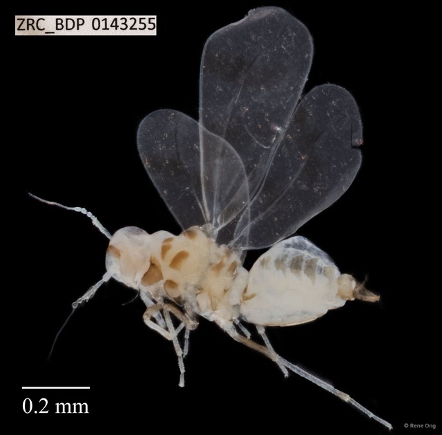 Hemiptera sp. "ZRCBDP0143255" • © Rene Ong • All Rights Reserved