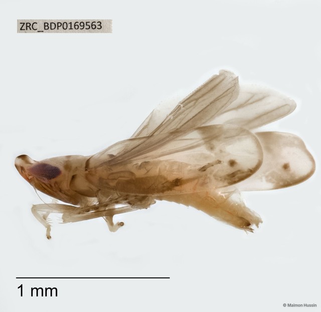 Hemiptera sp. "ZRCBDP0143264" • © Maimon Hussin • All Rights Reserved