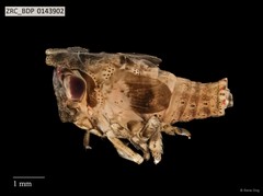 Hemiptera sp. "ZRCBDP0143265"