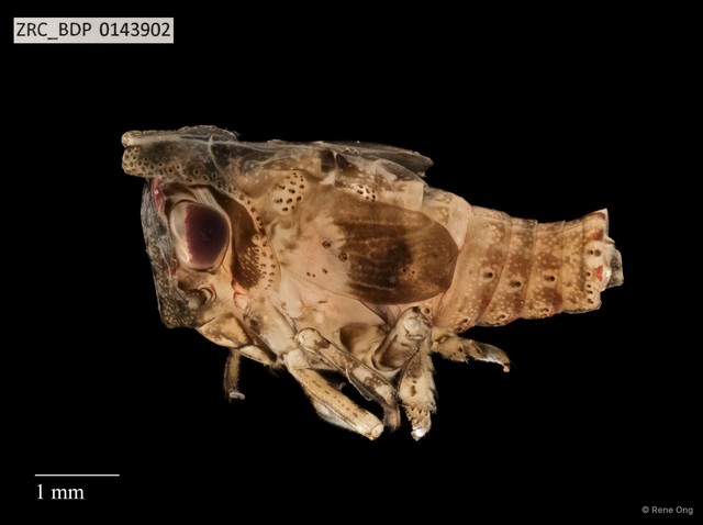 Hemiptera sp. "ZRCBDP0143265" • © Rene Ong • All Rights Reserved