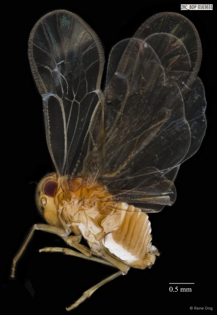 Hemiptera sp. "ZRCBDP0143267" • © Rene Ong • All Rights Reserved