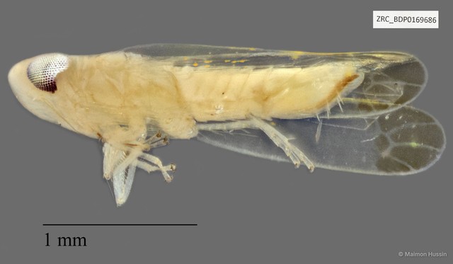 Hemiptera sp. "ZRCBDP0143282" • © Maimon Hussin • All Rights Reserved