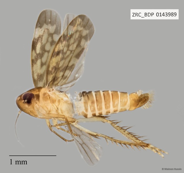 Hemiptera sp. "ZRCBDP0143321" • © Maimon Hussin • All Rights Reserved