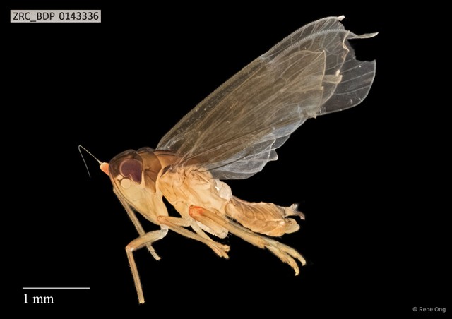Hemiptera sp. "ZRCBDP0143336" • © Rene Ong • All Rights Reserved
