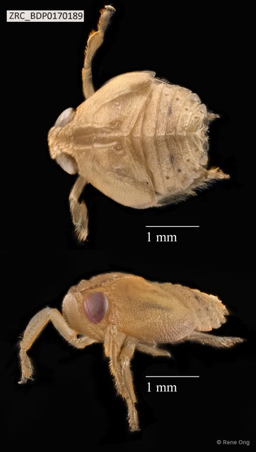 Hemiptera sp. "ZRCBDP0143351" • © Rene Ong • All Rights Reserved