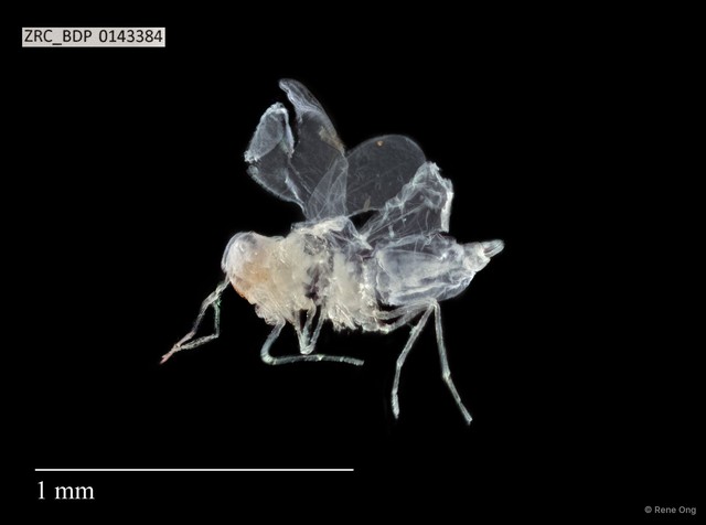Hemiptera sp. "ZRCBDP0143384" • © Rene Ong • All Rights Reserved