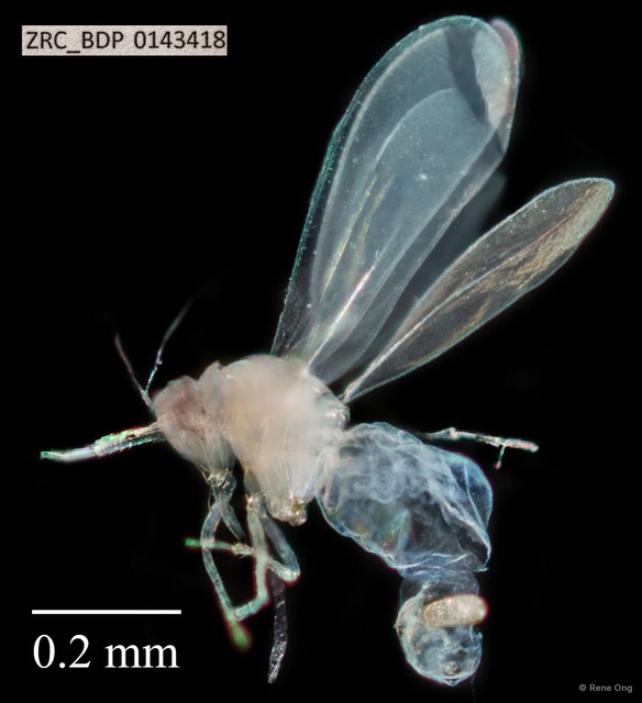 Hemiptera sp. "ZRCBDP0143418" • © Rene Ong • All Rights Reserved