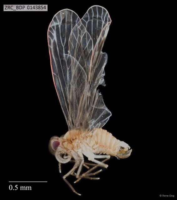 Hemiptera sp. "ZRCBDP0143423" • © Rene Ong • All Rights Reserved