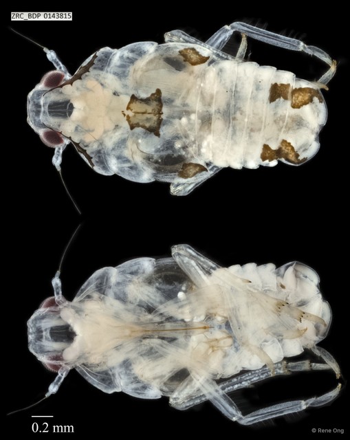 Hemiptera sp. "ZRCBDP0143425" • © Rene Ong • All Rights Reserved