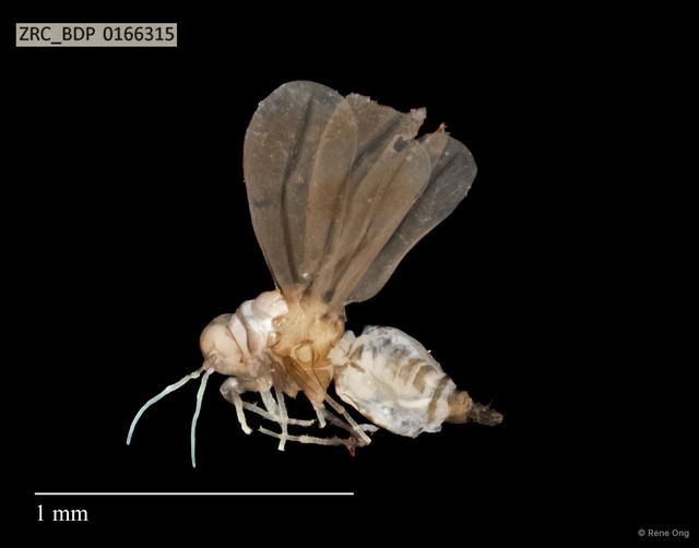 Hemiptera sp. "ZRCBDP0143431" • © Rene Ong • All Rights Reserved