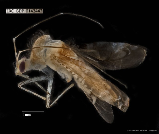 Hemiptera sp. "ZRCBDP0143442" • © Villanueva Jeremie Gonzales • All Rights Reserved