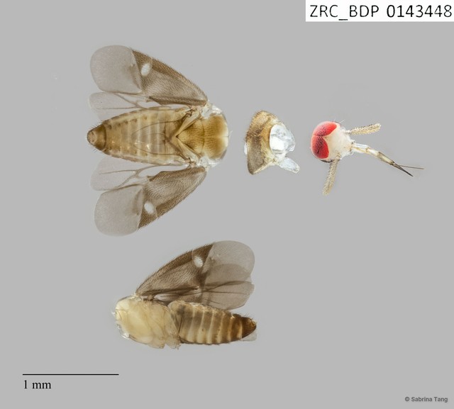 Hemiptera sp. "ZRCBDP0143448" • © Sabrina Tang • All Rights Reserved