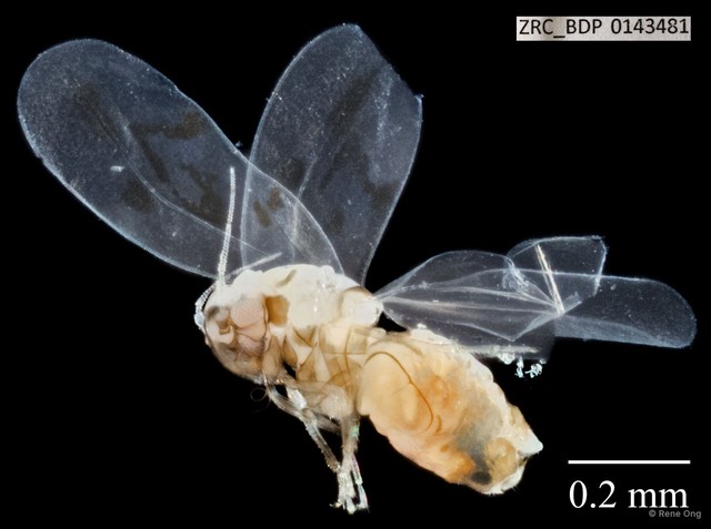 Hemiptera sp. "ZRCBDP0143481" • © Rene Ong • All Rights Reserved