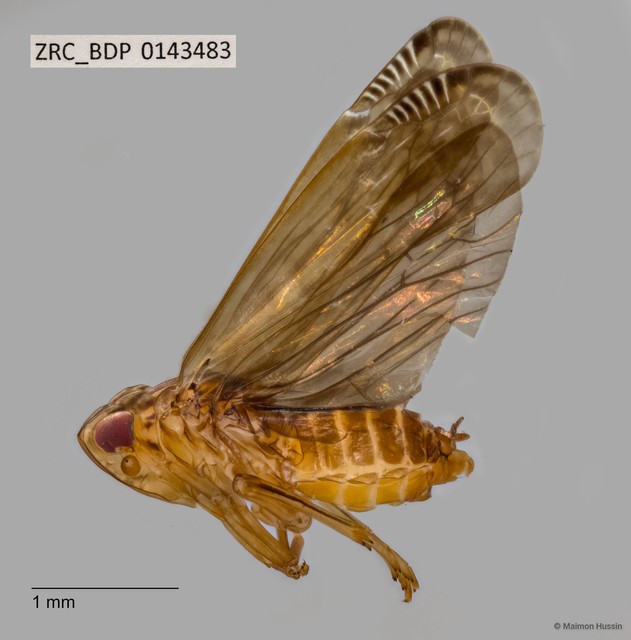 Hemiptera sp. "ZRCBDP0143483" • © Maimon Hussin • All Rights Reserved