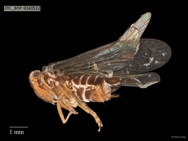 Hemiptera sp. "ZRCBDP0143512" • © Rene Ong • All Rights Reserved