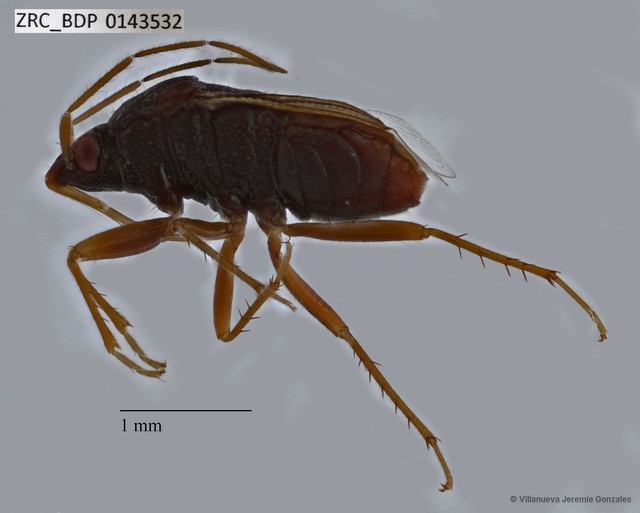 Hemiptera sp. "ZRCBDP0143532" • © Villanueva Jeremie Gonzales • All Rights Reserved