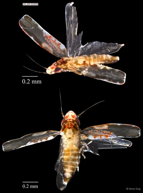 Hemiptera sp. "ZRCBDP0143554" • © Rene Ong • All Rights Reserved