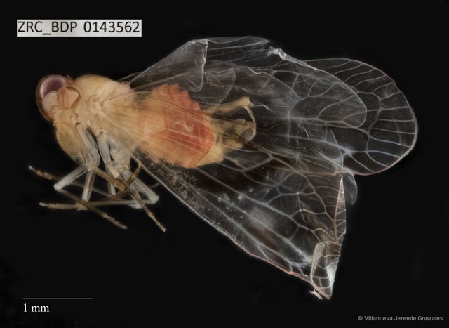 Hemiptera sp. "ZRCBDP0143562" • © Villanueva Jeremie Gonzales • All Rights Reserved