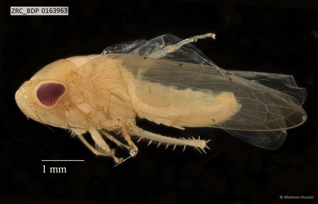 Hemiptera sp. "ZRCBDP0143571" • © Maimon Hussin • All Rights Reserved
