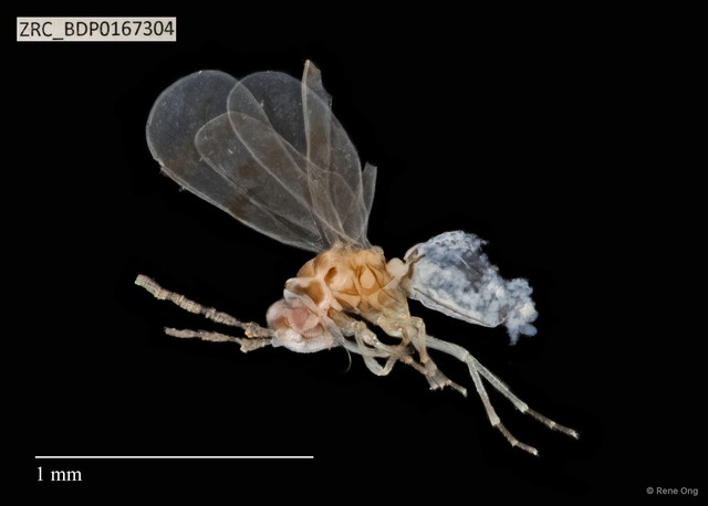 Hemiptera sp. "ZRCBDP0143599" • © Rene Ong • All Rights Reserved