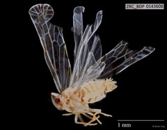 Hemiptera sp. "ZRCBDP0143608"