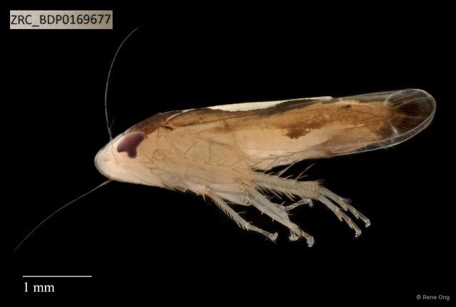 Hemiptera sp. "ZRCBDP0143625" • © Rene Ong • All Rights Reserved