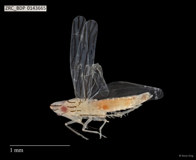 Hemiptera sp. "ZRCBDP0143665" • © Rene Ong • All Rights Reserved