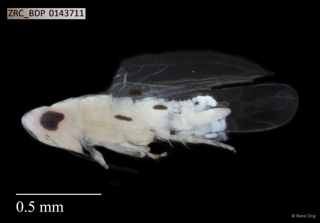 Hemiptera sp. "ZRCBDP0143711" • © Rene Ong • All Rights Reserved