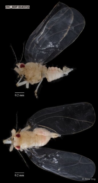Hemiptera sp. "ZRCBDP0143715" • © Rene Ong • All Rights Reserved