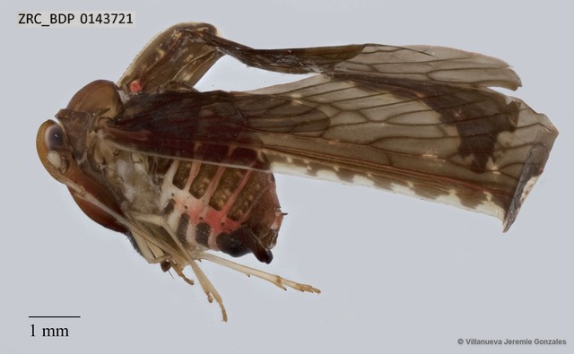 Hemiptera sp. "ZRCBDP0143721" • © Villanueva Jeremie Gonzales • All Rights Reserved