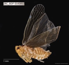 Hemiptera sp. "ZRCBDP0143852"