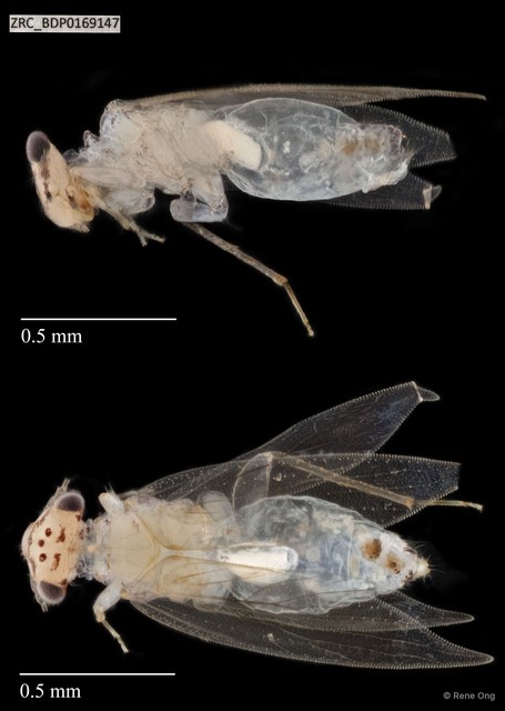 Hemiptera sp. "ZRCBDP0143894" • © Rene Ong • All Rights Reserved