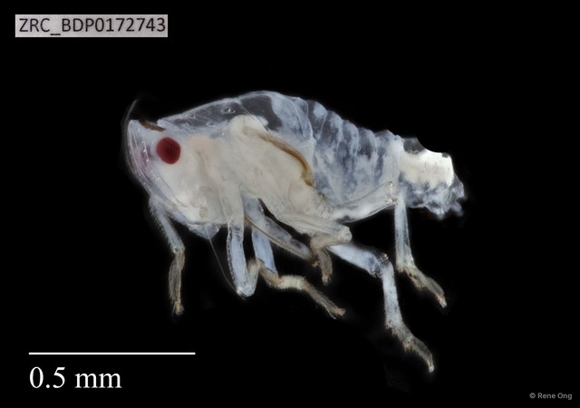 Hemiptera sp. "ZRCBDP0143962" • © Rene Ong • All Rights Reserved