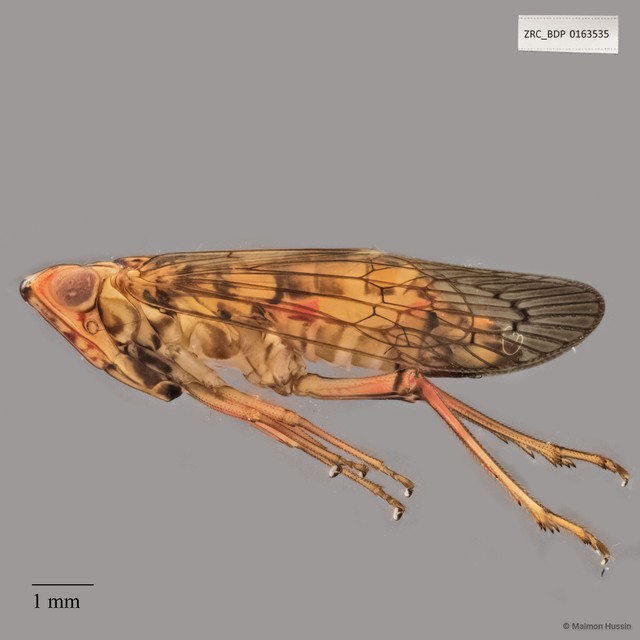 Hemiptera sp. "ZRCBDP0163535" • © Maimon Hussin • All Rights Reserved