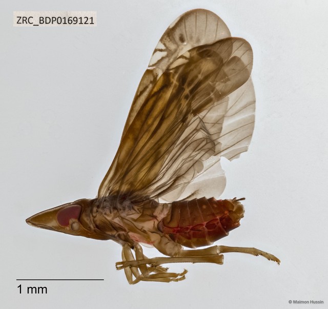 Hemiptera sp. "ZRCBDP0163570" • © Maimon Hussin • All Rights Reserved