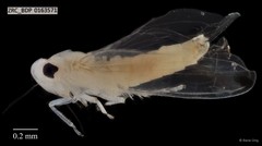 Hemiptera sp. "ZRCBDP0163571"